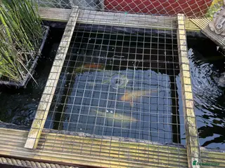 Koi Carp fish Koi, butterfly Koi and ghost - Advert 7