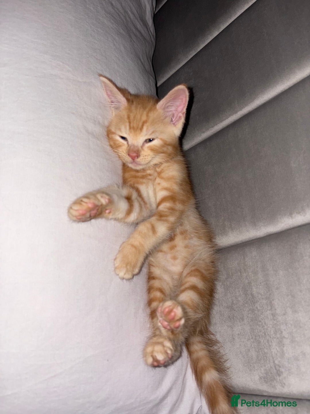 British Shorthair cats for sale: ginger kitten - Image 4