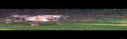 English Bulldog dogs for sale: Stunning English Bulldog Puppies - Ready Mid-July - Advert 3