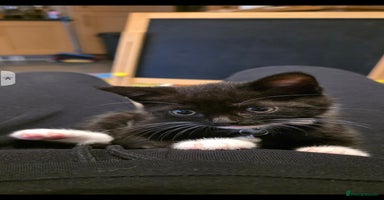 British Shorthair cats - Advert 2