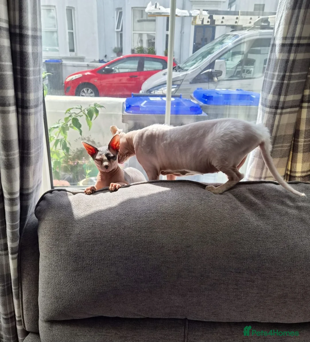 Sphynx cats for sale: Gorgeous bonded pair of Sphynx cats in Worthing - Advert 2