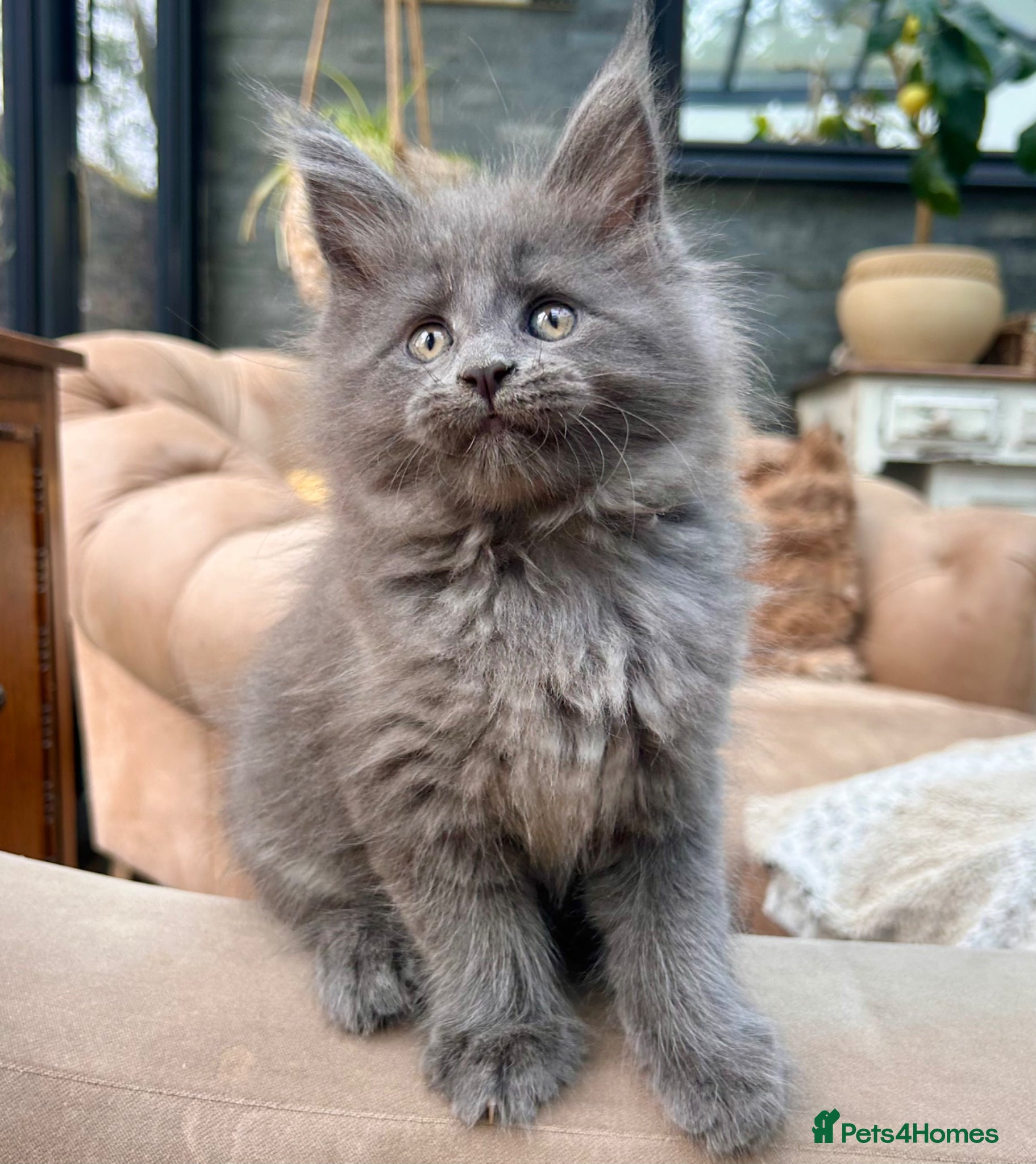 Maine Coon cats Exceptional blue-smoke Maine Coon Kittens 🔥  - Advert 6