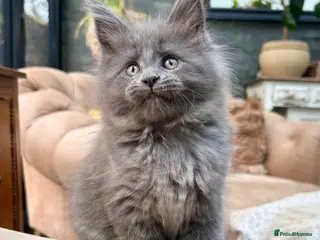 Maine Coon cats Exceptional blue-smoke Maine Coon Kittens 🔥 - Advert 6