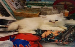 Persian cats for sale: 🐤White shaded gold/silver kittens ready to go - Advert 9