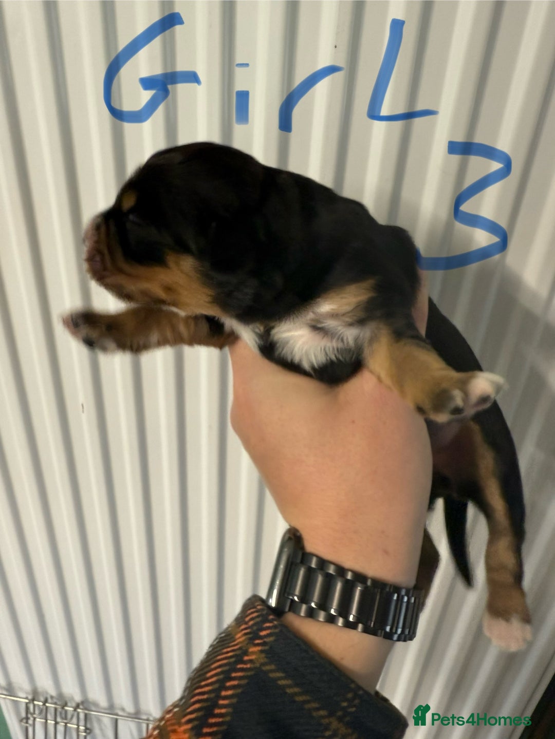 Mixed Breed dogs for sale: Blue merle and golden retriever puppies - Image 10