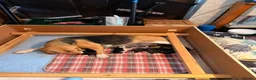 Beagle dogs for sale: Beagle – Beautiful Traditional Tri-Colour Beagles - Advert 14