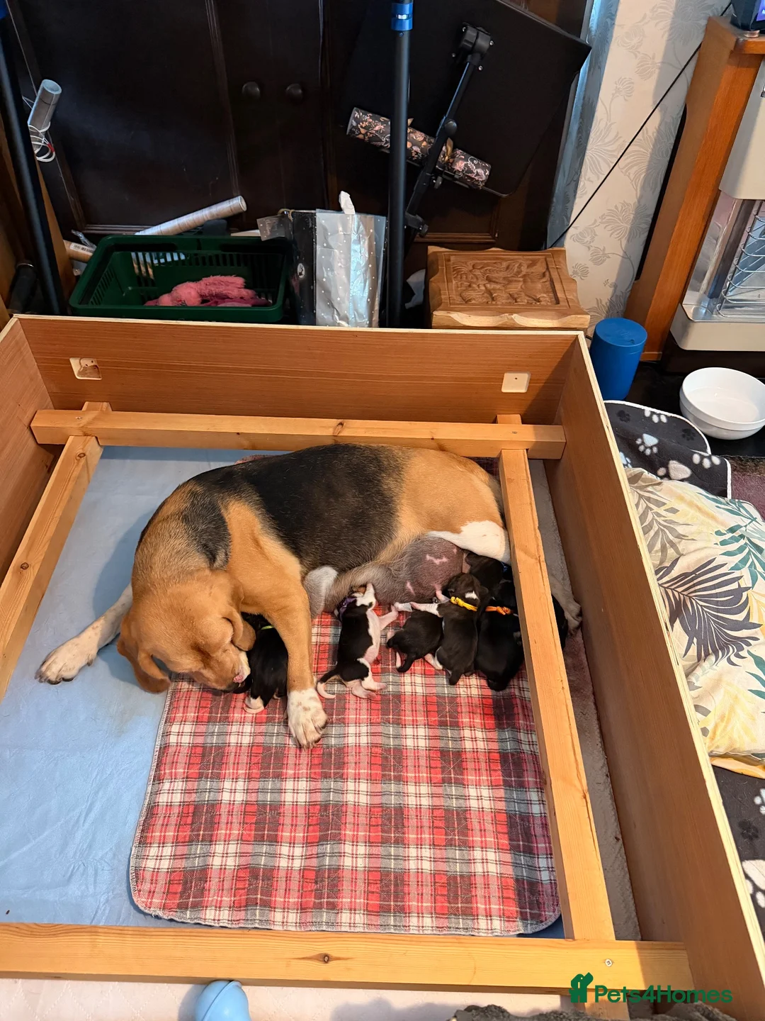 Beagle dogs for sale: Beagle – Beautiful Traditional Tri-Colour Beagles - Advert 14