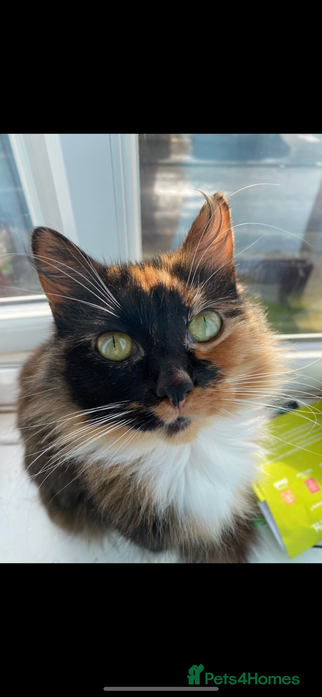 Siberian cats for sale: Beautiful Siberian mixed orange tabby cat!  - Image 3