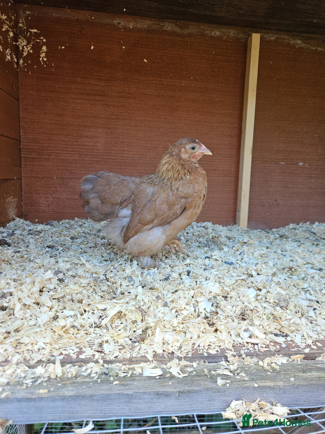 Chickens poultry for sale: Pekin bantam young hens  - Advert 7
