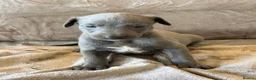 Whippet dogs for sale: ❤️ BEAUTIFUL BLUE WHIPPETS KC REGISTERED❤️ - Advert 23