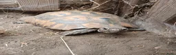 Hermann Tortoise reptiles for sale: Hermann's tortoise 🐢 mature male in Wellingborough - Advert 5