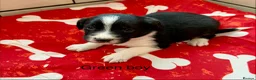 Sprollie dogs for sale: Sprollie puppies-Experienced licensed breeder  - Advert 13