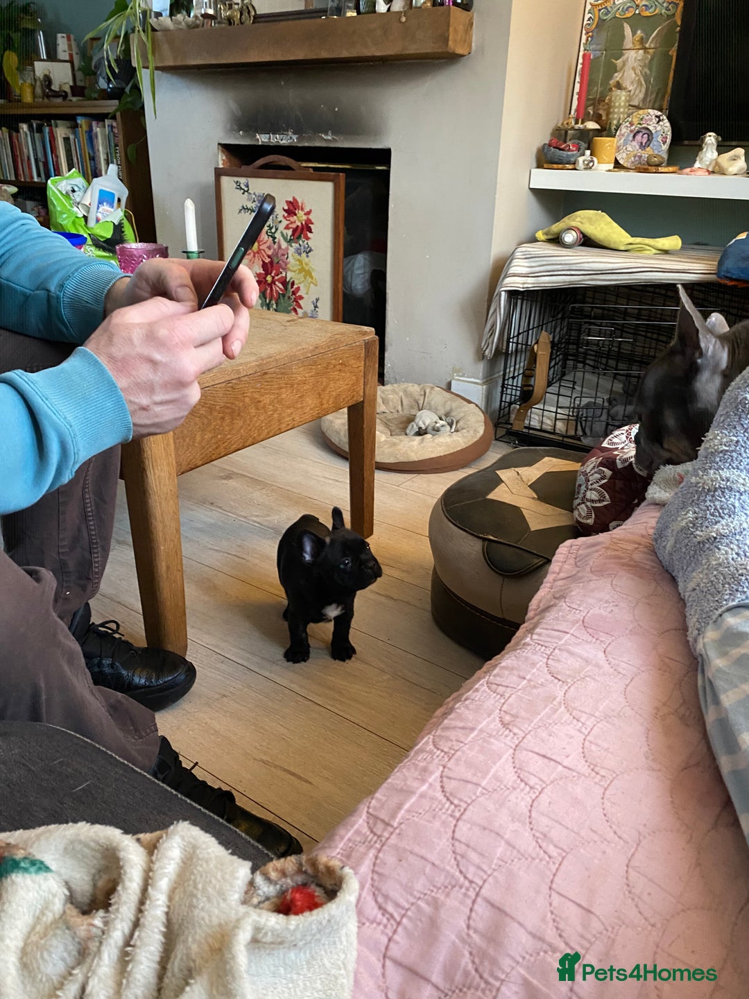 French Bulldog dogs for sale: Adorable male french bulldog pup ready now!!  - Advert 15