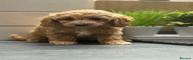 Cavapoo 5