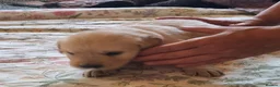 Golden Retriever dogs for sale: Golden Retriever KC Registered Puppies - Advert 4