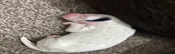 Mixed Breed dogs for sale: Sprockerpoo F1b puppies - Advert 6