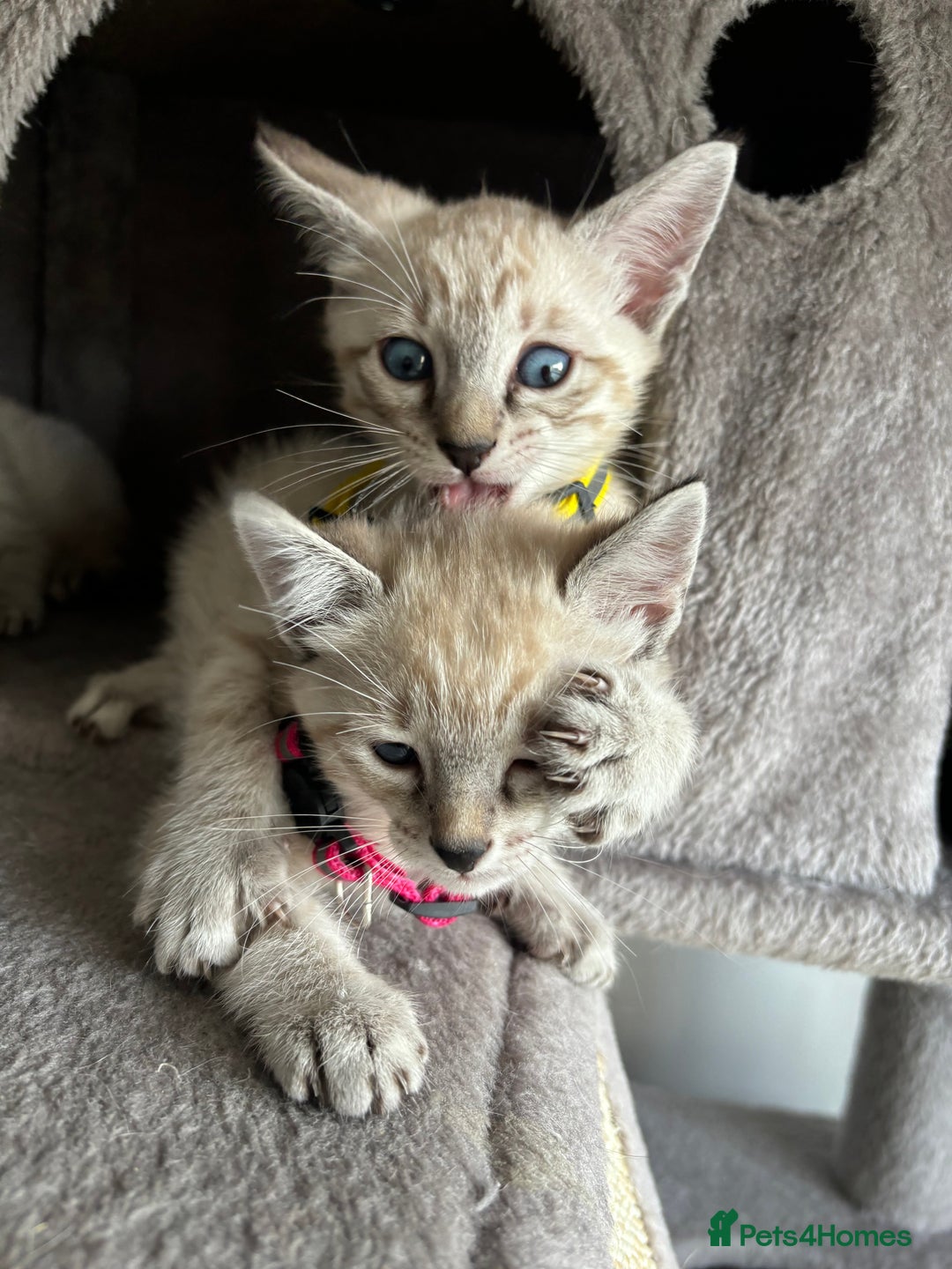 Siamese cats for sale: Siamese Lynx Kittens – 3 Boys & 3 Girls - Image 3