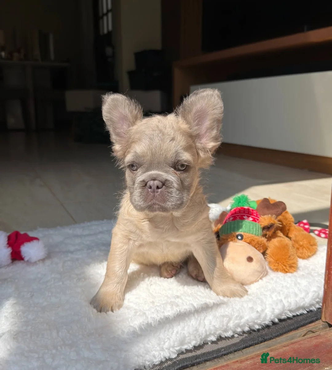 French Bulldog dogs for sale: Blue Merle Fluffy French Bulldog Puppies Ready Now in Bristol - Advert 8