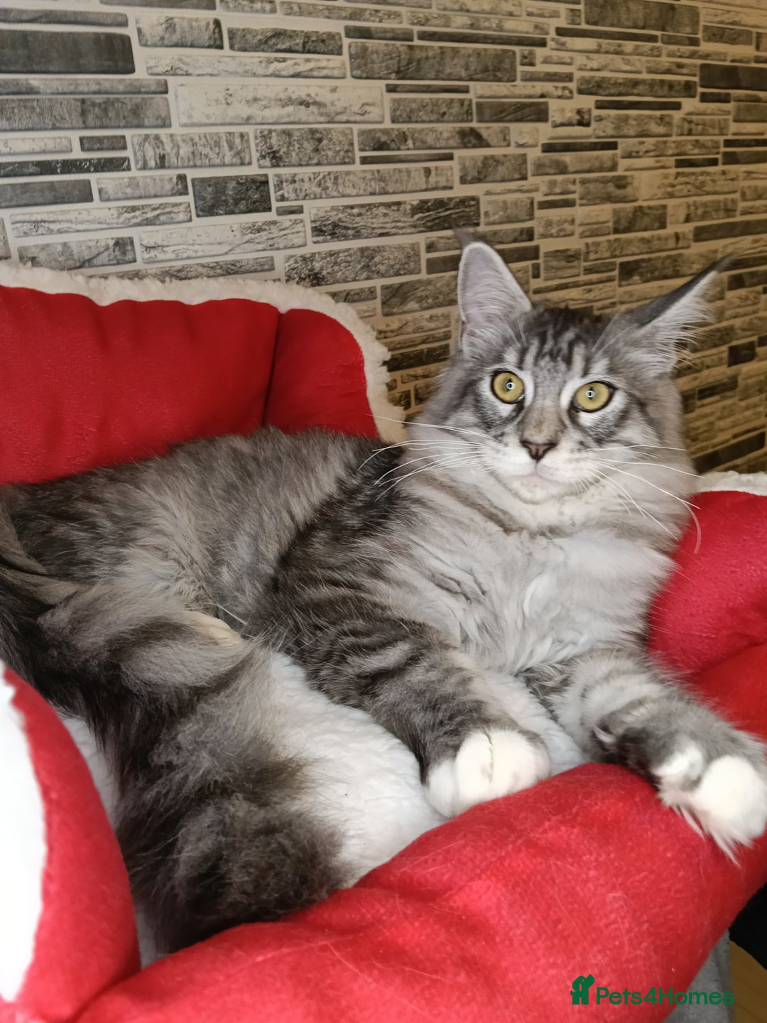 Maine Coon cats for sale: 'PuuureLove' Maine Coon kittens  - Advert 17