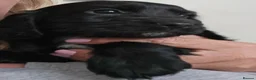 Cocker Spaniel dogs for sale: Beautiful KC Cocker Spaniel Puppies   - Advert 5