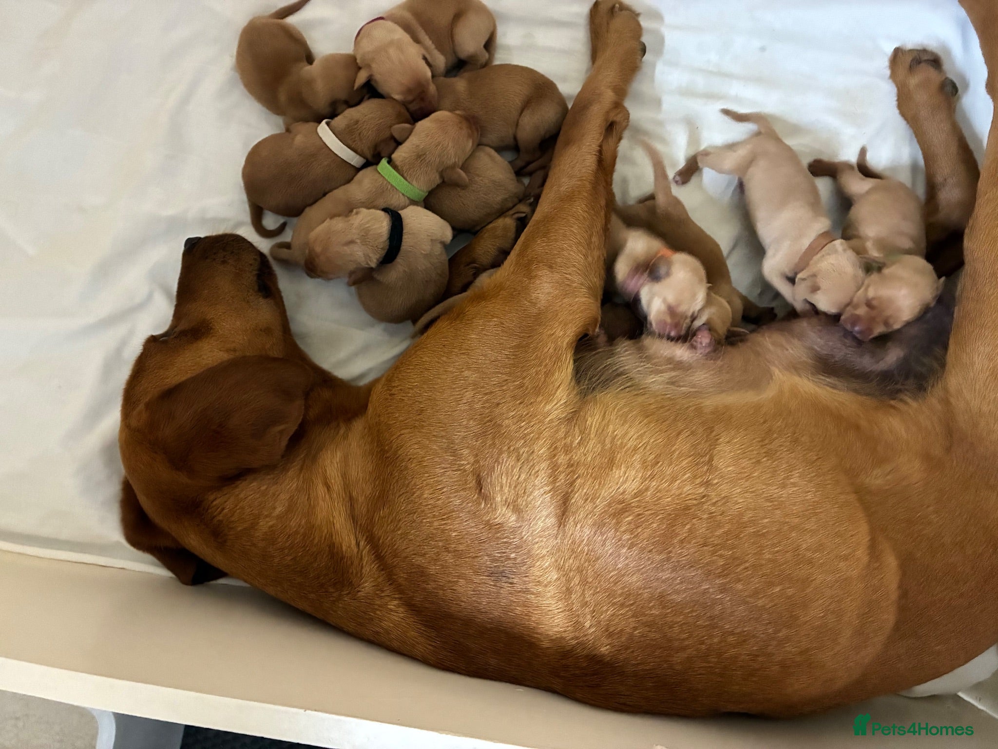 Mixed Breed dogs F1 Labrador x Vizsla Puppies - Advert 1