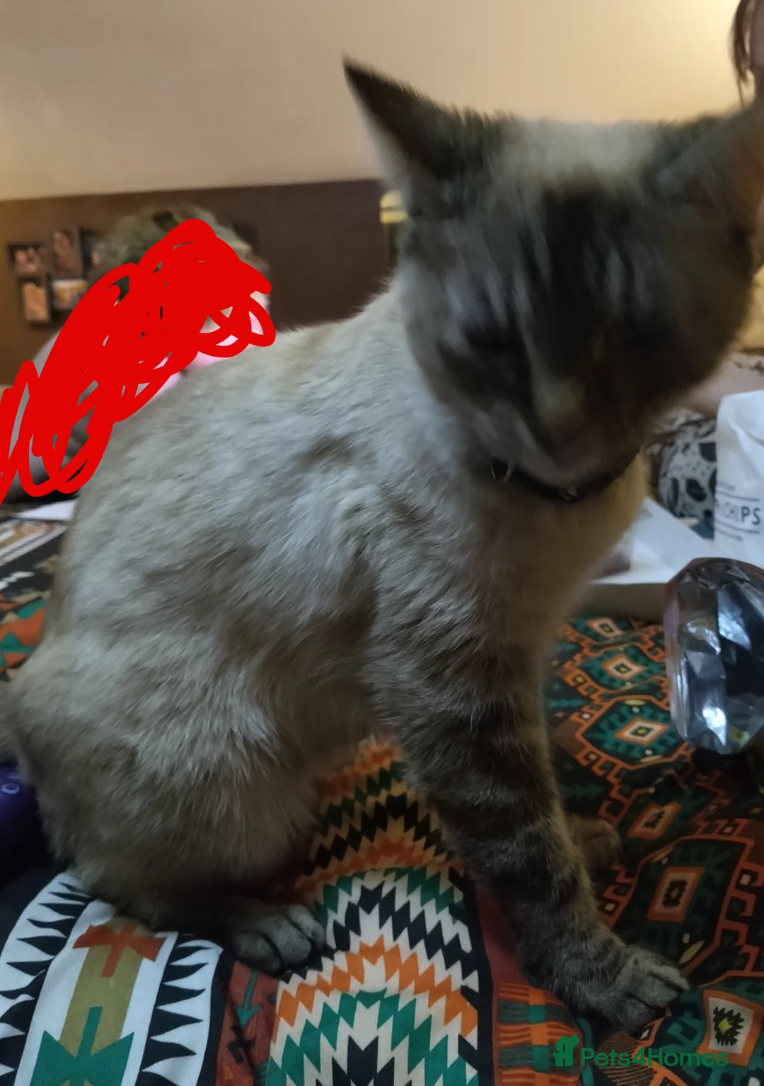 Ragdoll cats for sale: BEAUTIFUL RAGDOLL X  - Advert 1