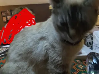 Ragdoll cats BEAUTIFUL RAGDOLL X - Advert 11