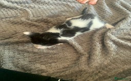 British Shorthair cats for sale: 6 litter mixed domestic kittens  - Image 12