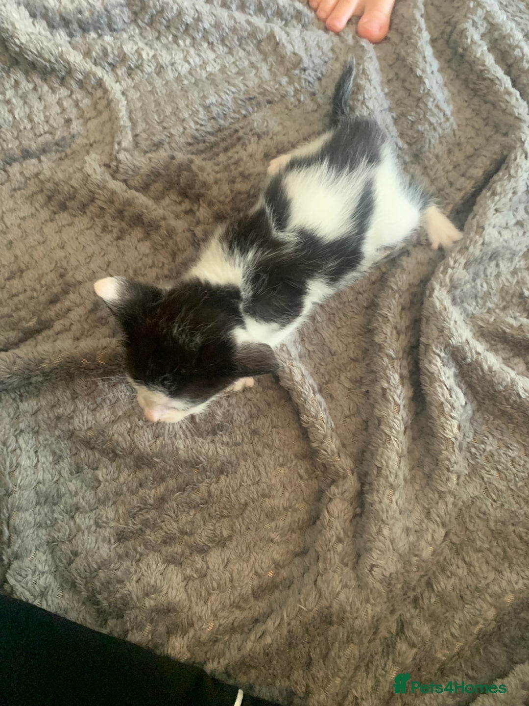 British Shorthair cats for sale: 6 litter mixed domestic kittens  - Image 12