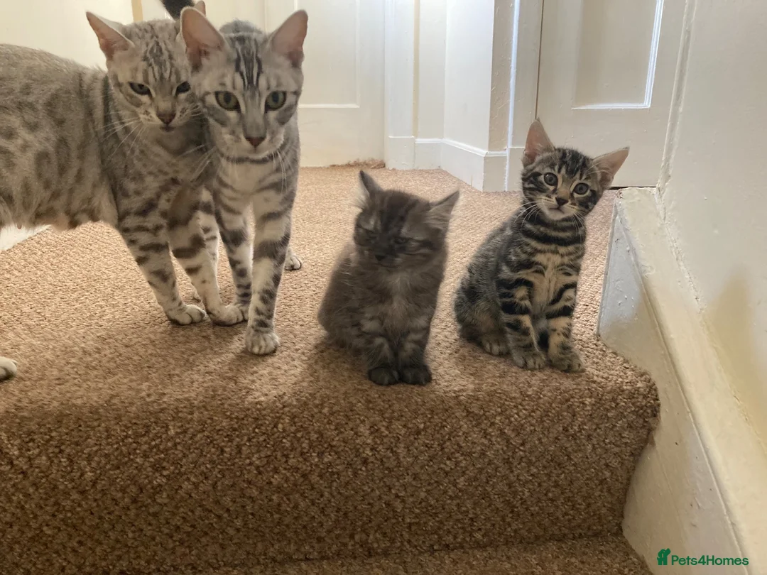 Bengal cats for sale: Bengal cross kittens  - Advert 2