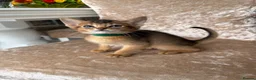 Abyssinian cats for sale: Beautiful abyssinian kittens - Advert 4