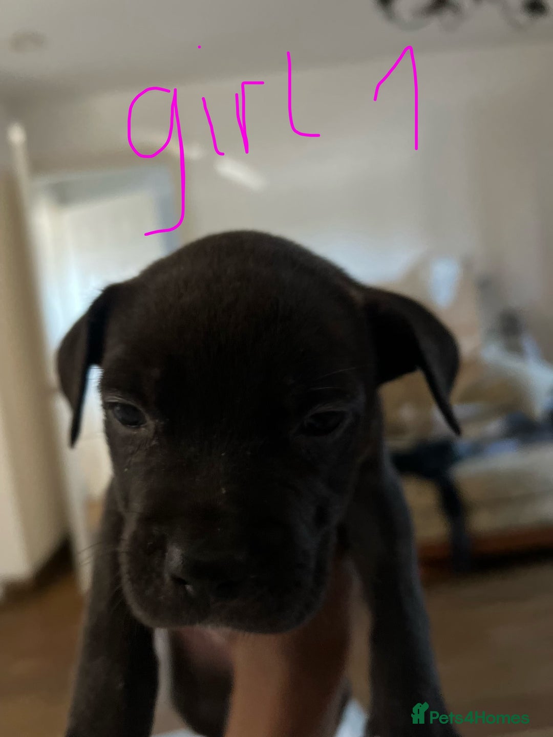Mixed Breed dogs for sale: Cane corso x staff puppies  - Image 3