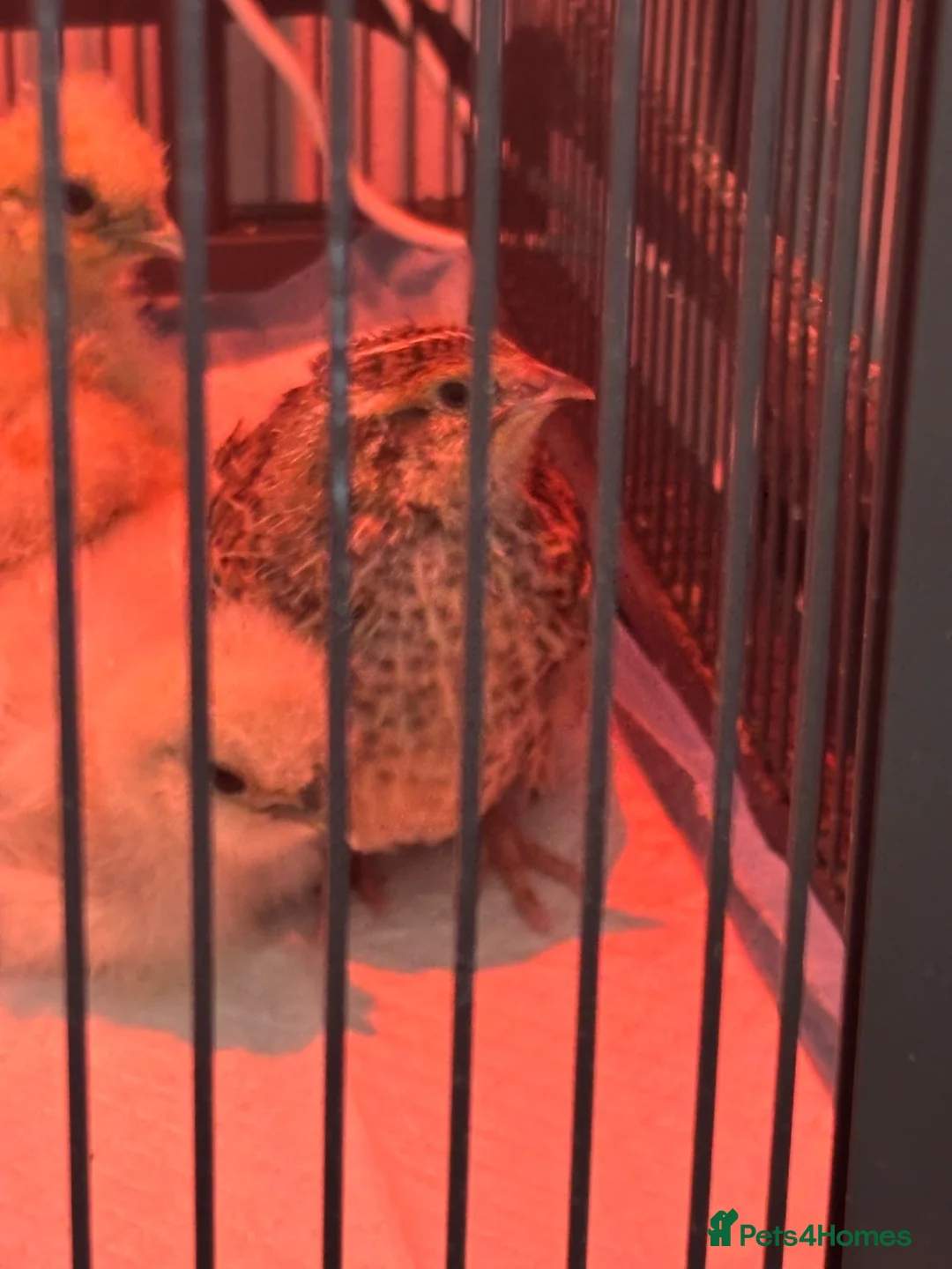 Quail poultry for sale: Male Coturnix Quail  - Advert 1