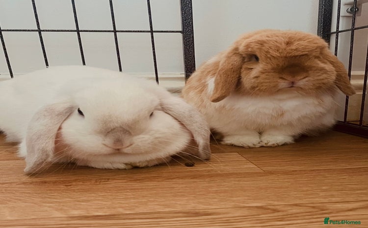 Mini Lop rabbits bonded mini lop pair, neutered, house rabbits  - Advert 1