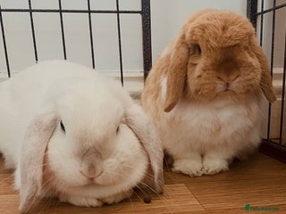 Mini Lop rabbits for sale: bonded mini lop pair, neutered, house rabbits - Advert 1