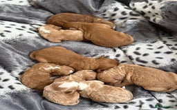 Cockapoo dogs for sale: Beautiful miniature cockapoo pups  - Image 1