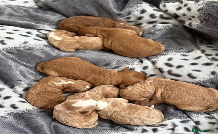Cockapoo dogs - Advert 1