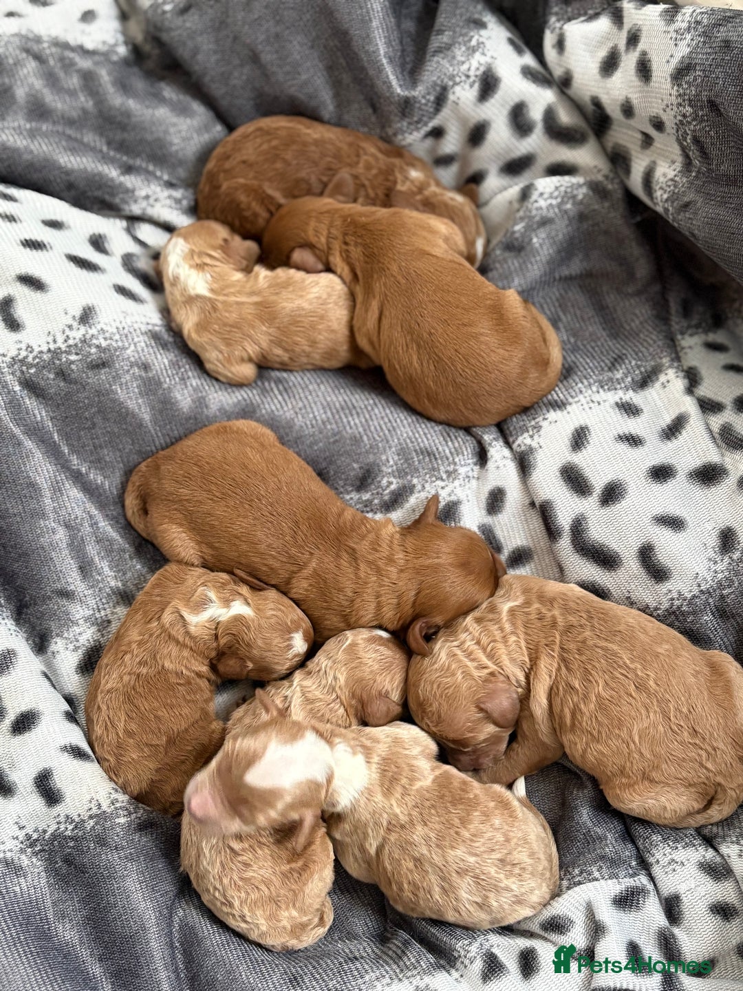 Cockapoo dogs for sale: Beautiful miniature cockapoo pups  - Image 1