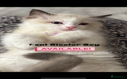 Ragdoll cats for sale: TICA Registered Ragdoll Kittens Available  - Image 5