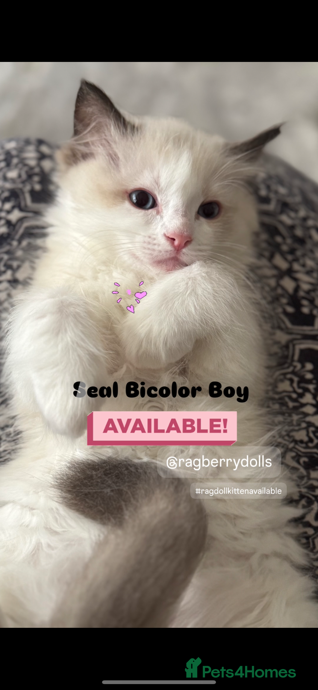Ragdoll cats for sale: TICA Registered Ragdoll Kittens Available  - Image 5