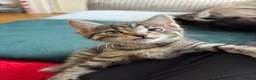 Domestic Shorthair cats for sale: 3 Kittens Ready Oct 4th - WR12 - Advert 20