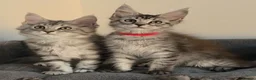 Maine Coon cats for sale: Stunning Maine Coon Kittens  - Advert 5