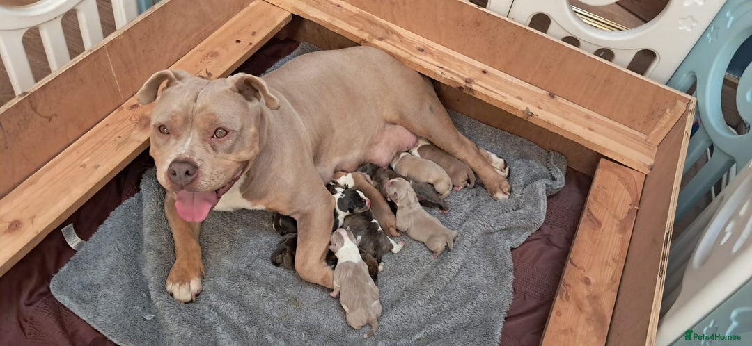 American Bully dogs for sale: Champion Bloodline American Pocket Bully Puppies - Image 6