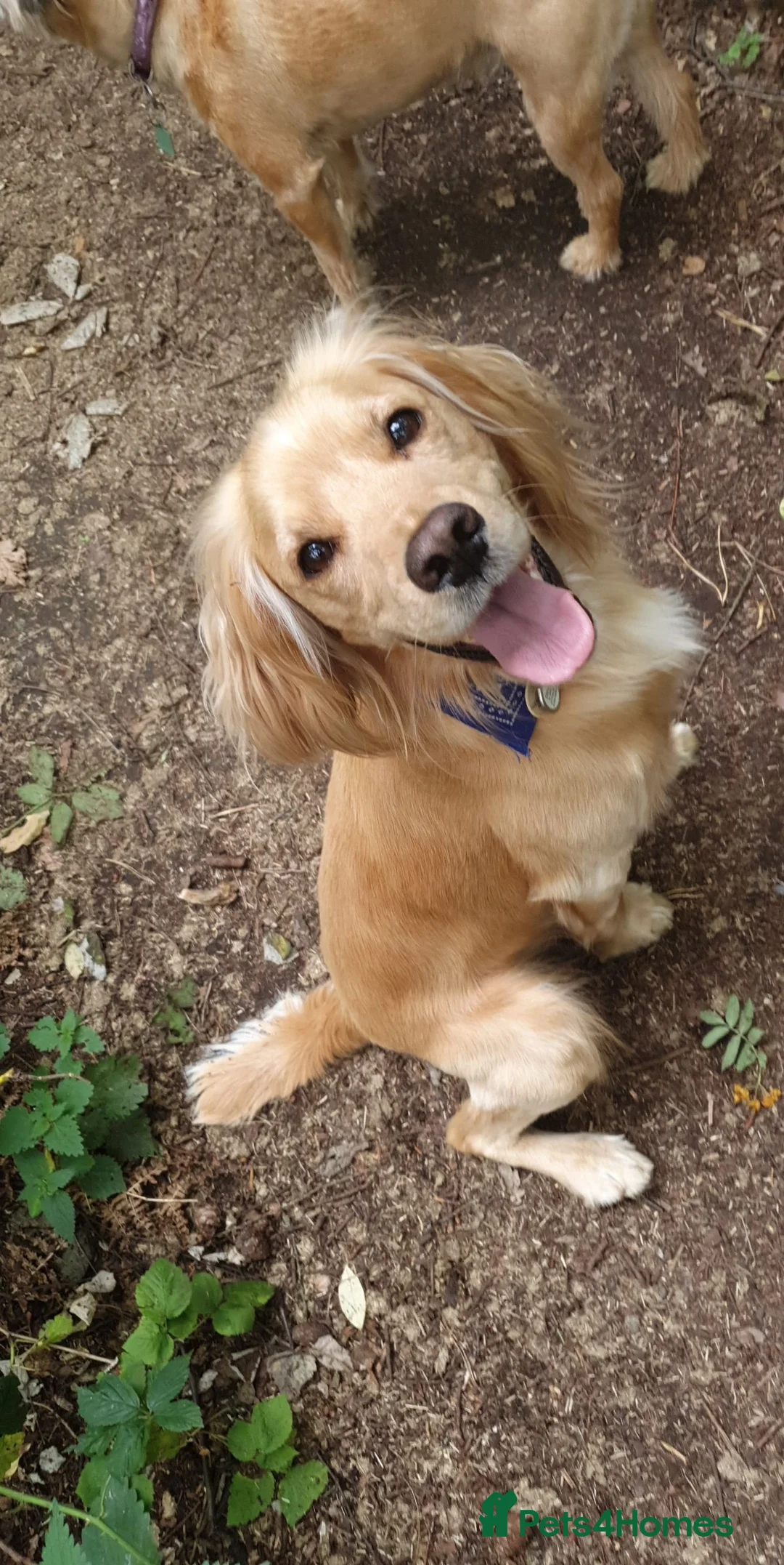 Cocker Spaniel dogs for stud: Proven Dexter for stud in Doncaster - Advert 6