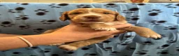 Cocker Spaniel dogs for sale: 🐶 Beautiful Cocker Spaniel Puppies 🐶  - Advert 36