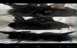 French Lop rabbits for sale: Rabbits for Sale  - Image 3