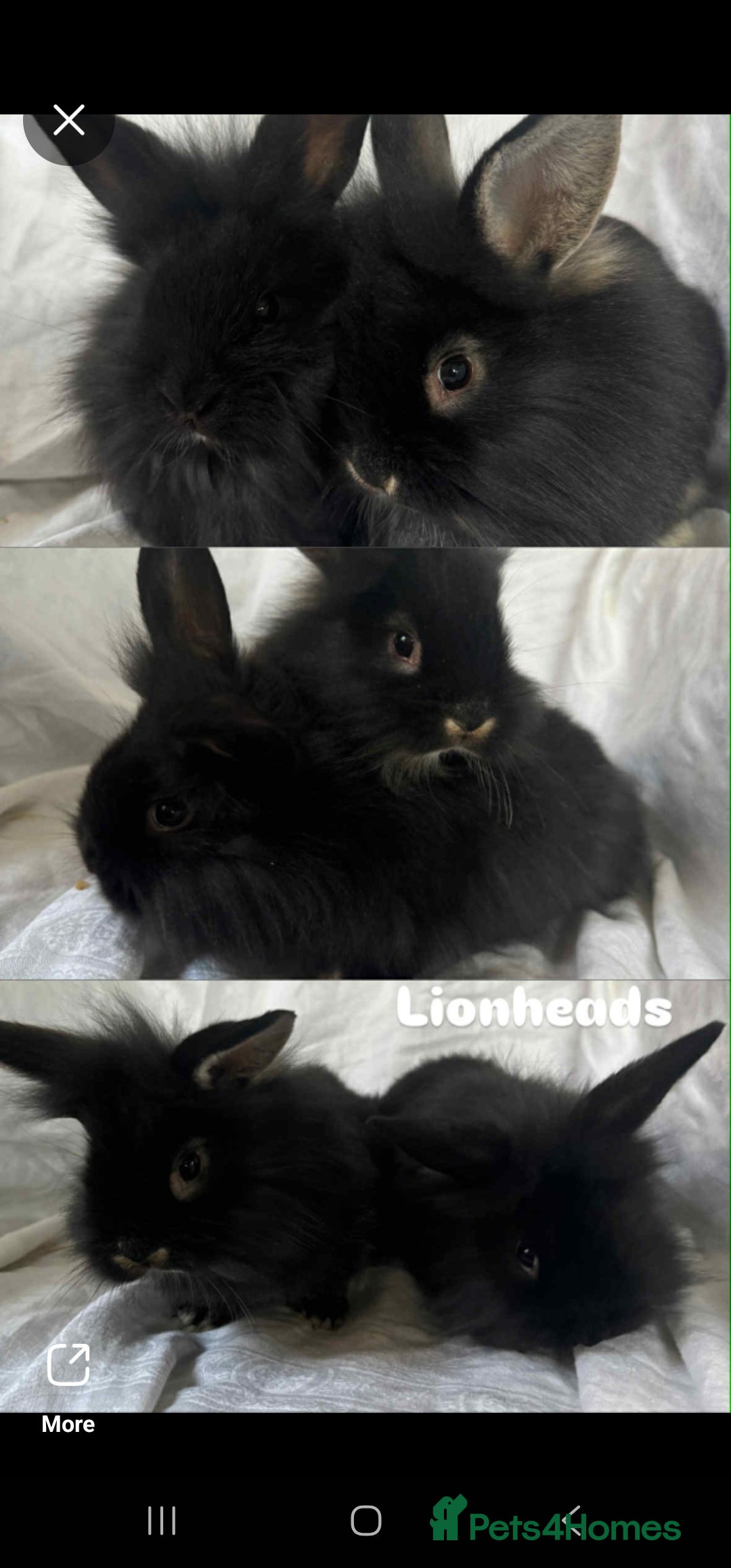 French Lop rabbits for sale: Rabbits for Sale  - Image 3
