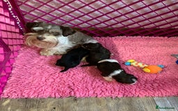 Miniature Schnauzer dogs for sale: 5* Licensed KC Toy Chocolate Schnauzers - Image 3