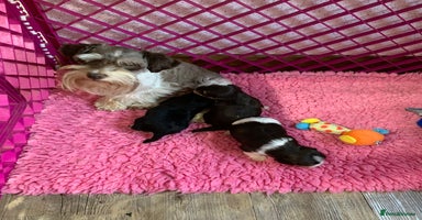 Miniature Schnauzer dogs - Advert 6