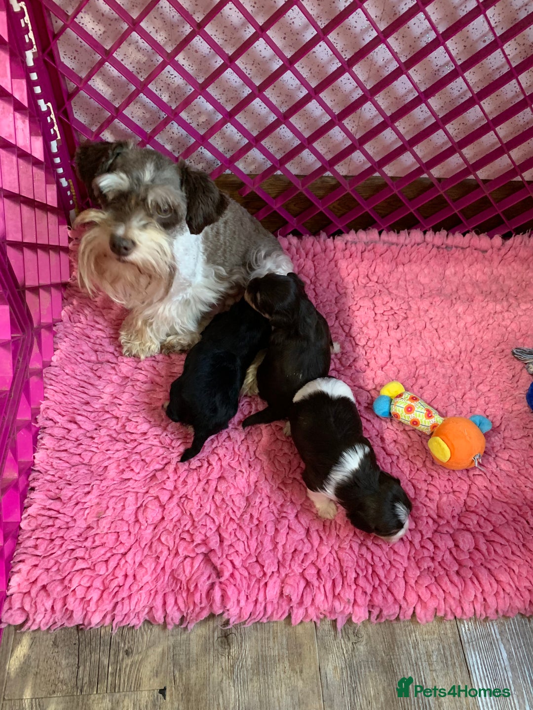 Miniature Schnauzer dogs for sale: 5* Licensed KC Toy Chocolate Schnauzers - Image 3